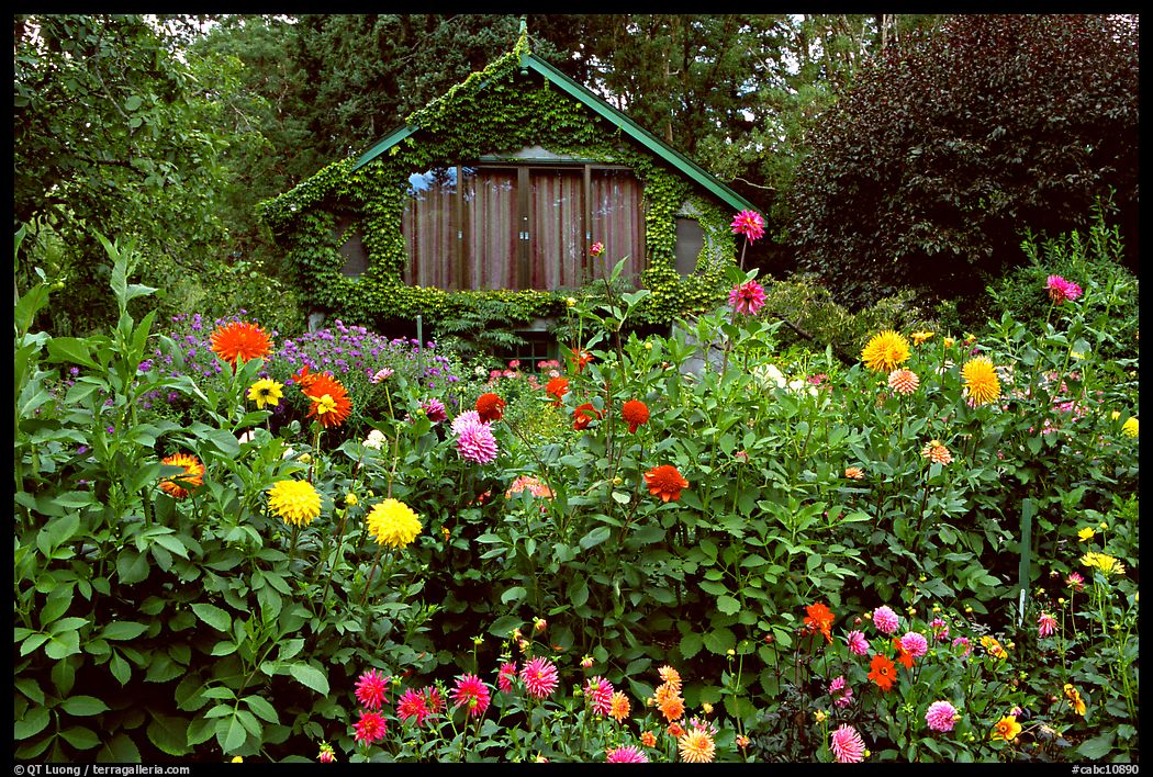 Dalhias and cabin. Butchart Gardens, Victoria, British Columbia, Canada