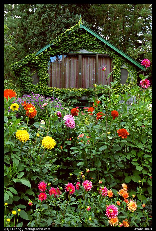 Dalhias and cabin. Butchart Gardens, Victoria, British Columbia, Canada