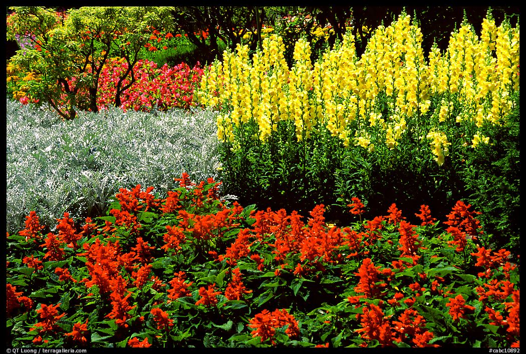 Patches of flowers. Butchart Gardens, Victoria, British Columbia, Canada