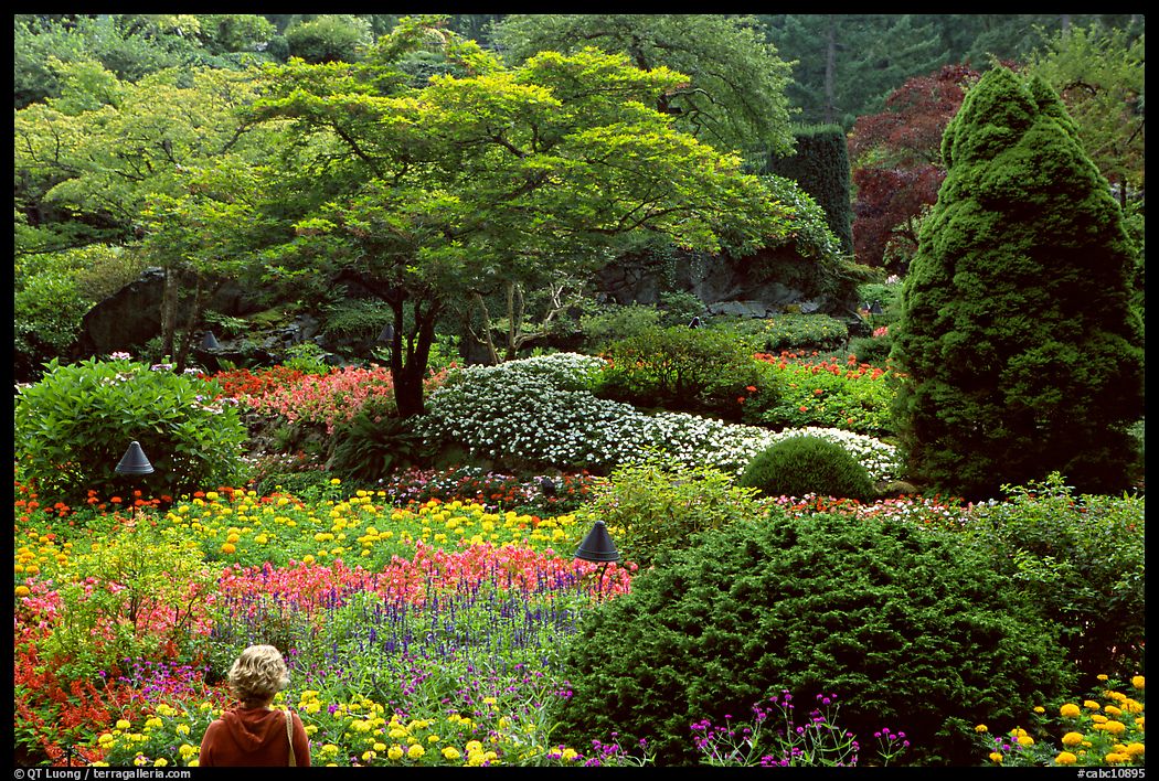 Visitor looking at flowers and trees in the Sunken Garden. Butchart Gardens, Victoria, British Columbia, Canada