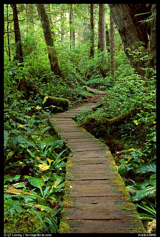 Boardwalk in rain forest. Pacific Rim National Park, Vancouver Island, British Columbia, Canada
