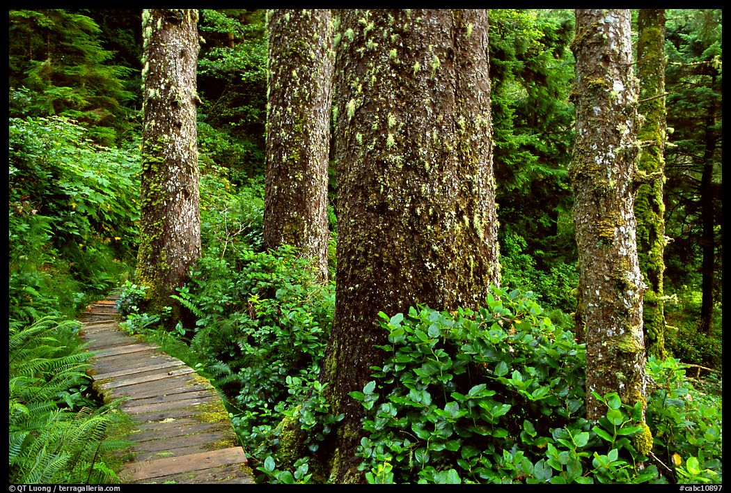 Boardwalk and trees in rain forest. Pacific Rim National Park, Vancouver Island, British Columbia, Canada