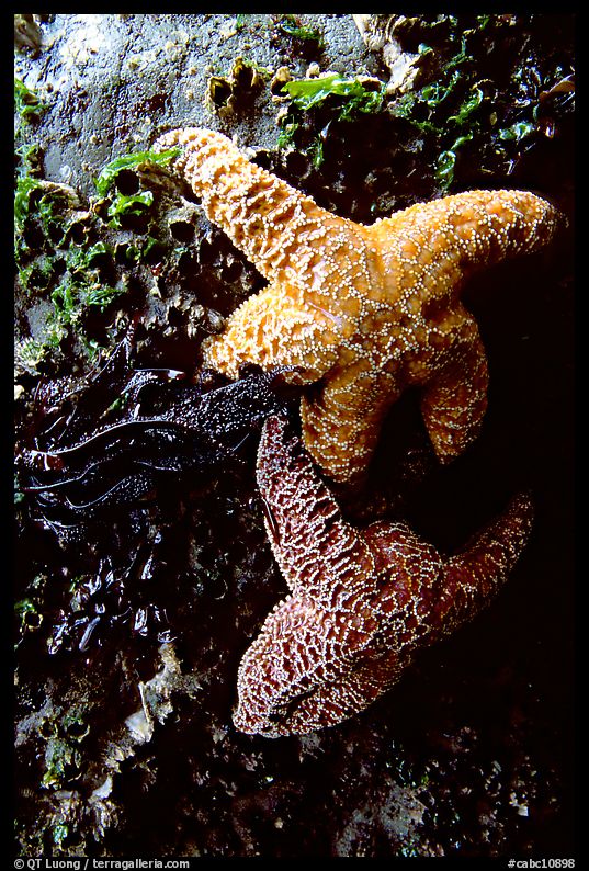 Sea stars clinging to a rock. Pacific Rim National Park, Vancouver Island, British Columbia, Canada