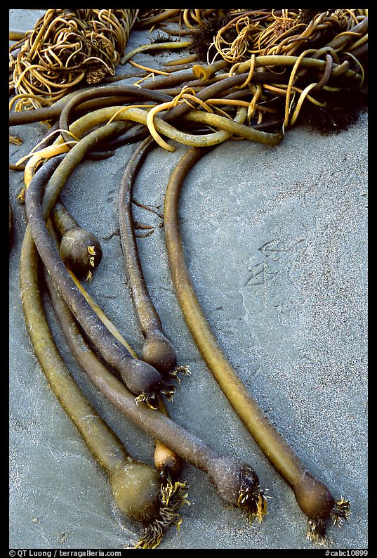Beached kelp. Pacific Rim National Park, Vancouver Island, British Columbia, Canada
