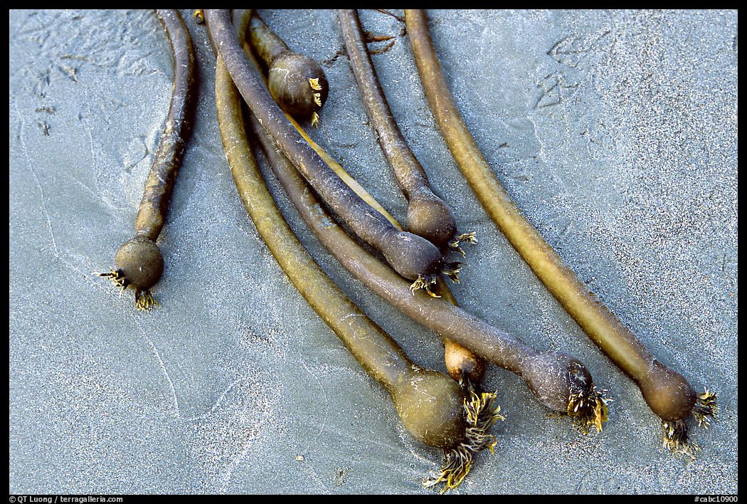 Kelp on beach. Pacific Rim National Park, Vancouver Island, British Columbia, Canada