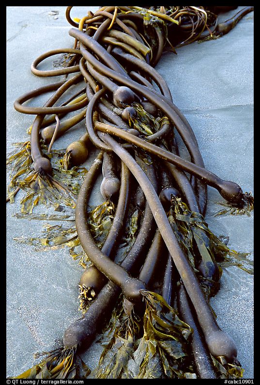 Detail of kelp on beach. Pacific Rim National Park, Vancouver Island, British Columbia, Canada