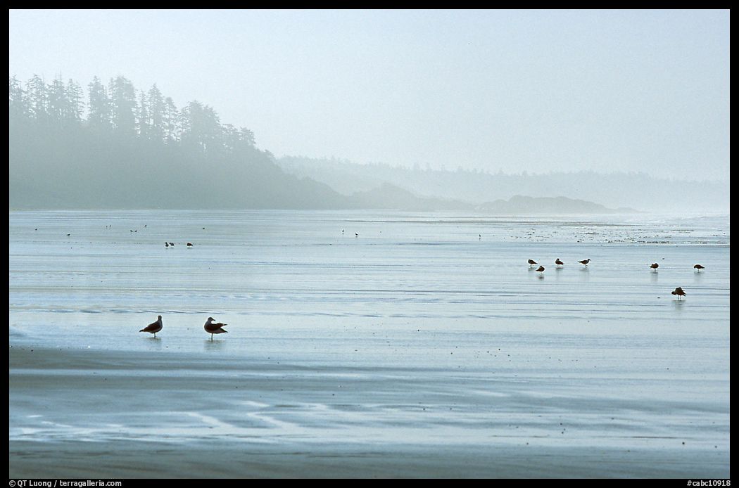 Seabirds, Long Beach, early morning. Pacific Rim National Park, Vancouver Island, British Columbia, Canada