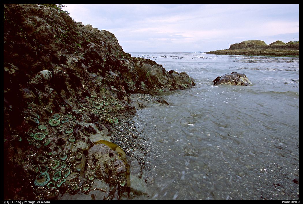 Cove and rock festoned with anemones south of Long Beach. Pacific Rim National Park, Vancouver Island, British Columbia, Canada
