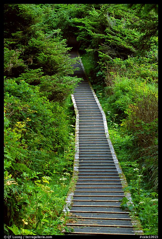 Boardwalk leading to South Beach. Pacific Rim National Park, Vancouver Island, British Columbia, Canada