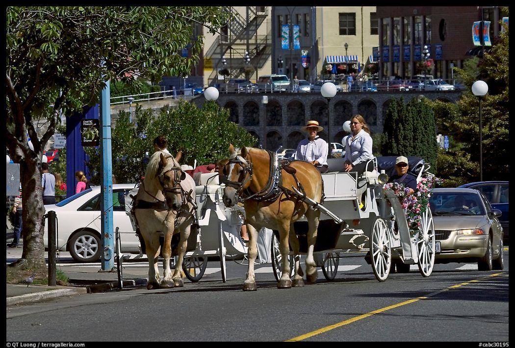 Horse carriagess on the street. Victoria, British Columbia, Canada