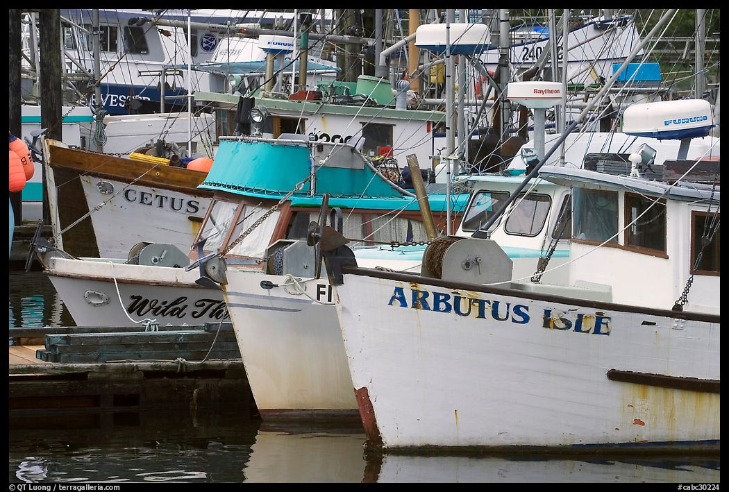 Commercial Fishing fleet, Uclulet. Vancouver Island, British Columbia, Canada