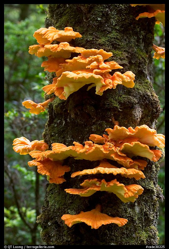 Chicken of the Woods mushroom on tree,  Uclulet. Vancouver Island, British Columbia, Canada