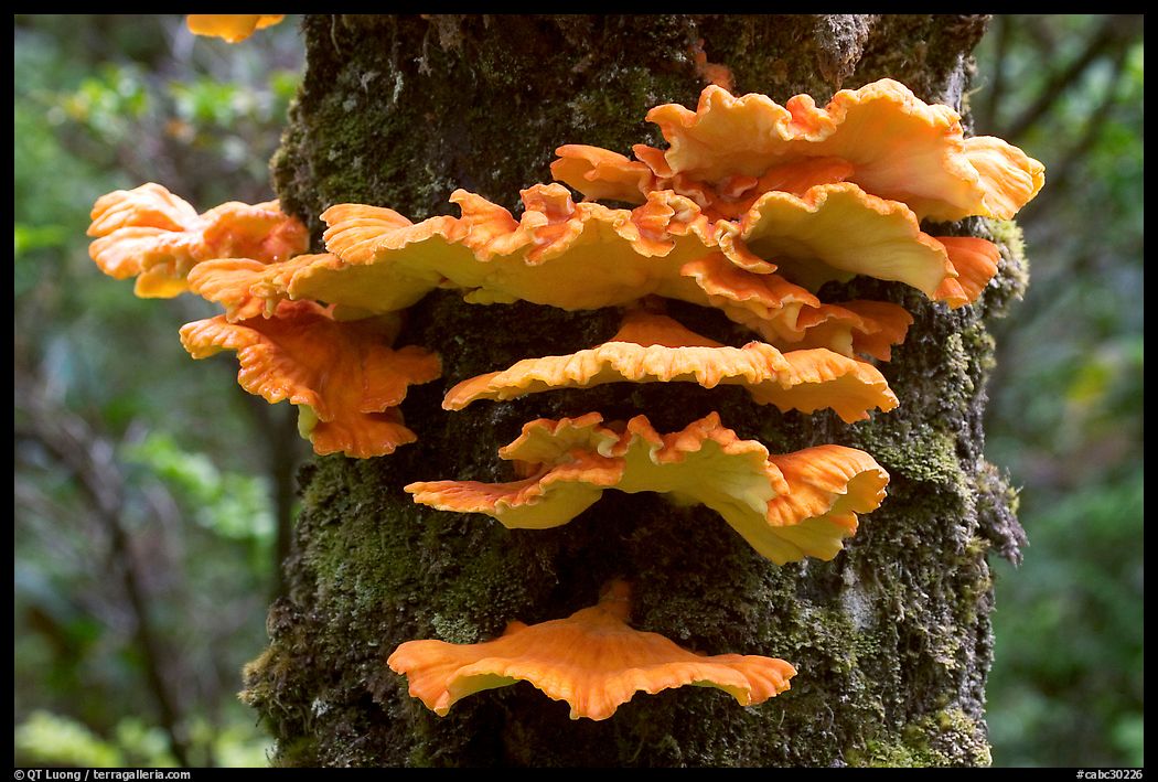 Chicken of the Woods mushroom on tree ,  Uclulet. Vancouver Island, British Columbia, Canada