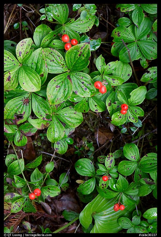 Leaves and berries,  Uclulet. Vancouver Island, British Columbia, Canada