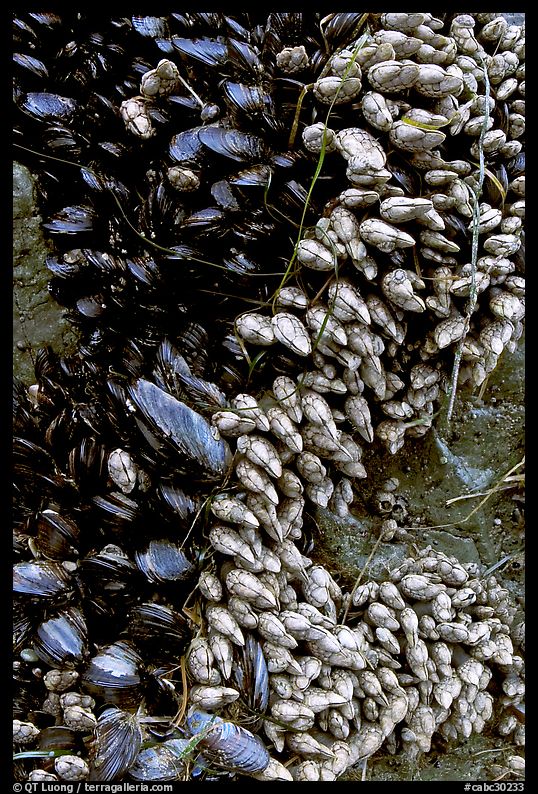 Mussels, South Beach. Pacific Rim National Park, Vancouver Island, British Columbia, Canada