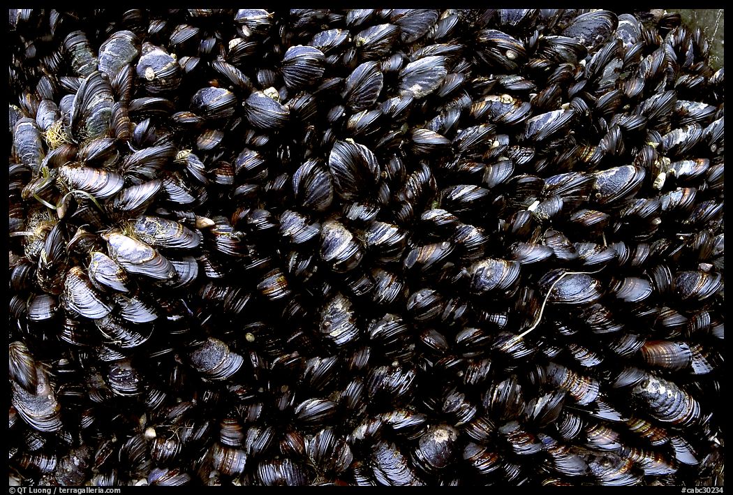 Mussels, South Beach. Pacific Rim National Park, Vancouver Island, British Columbia, Canada