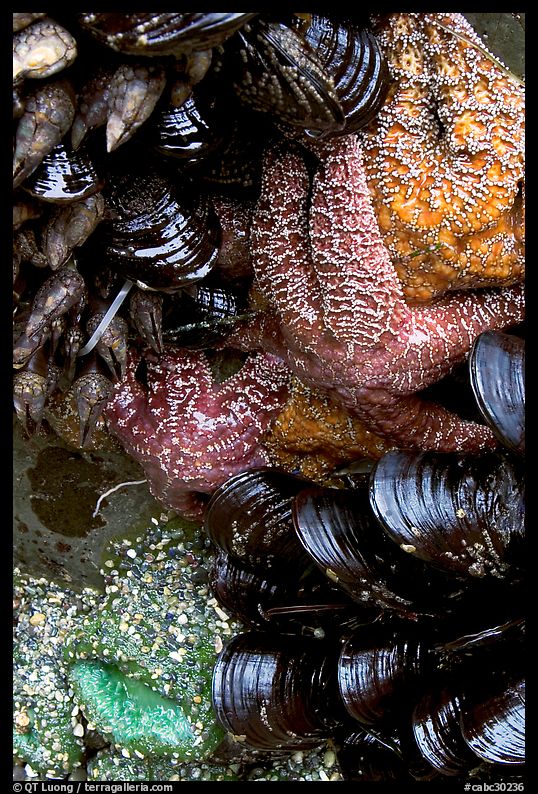 Sea stars and mussels,  South Beach. Pacific Rim National Park, Vancouver Island, British Columbia, Canada
