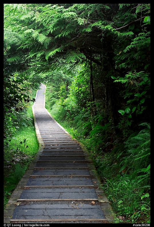 Boardwalk, South Beach trail. Pacific Rim National Park, Vancouver Island, British Columbia, Canada