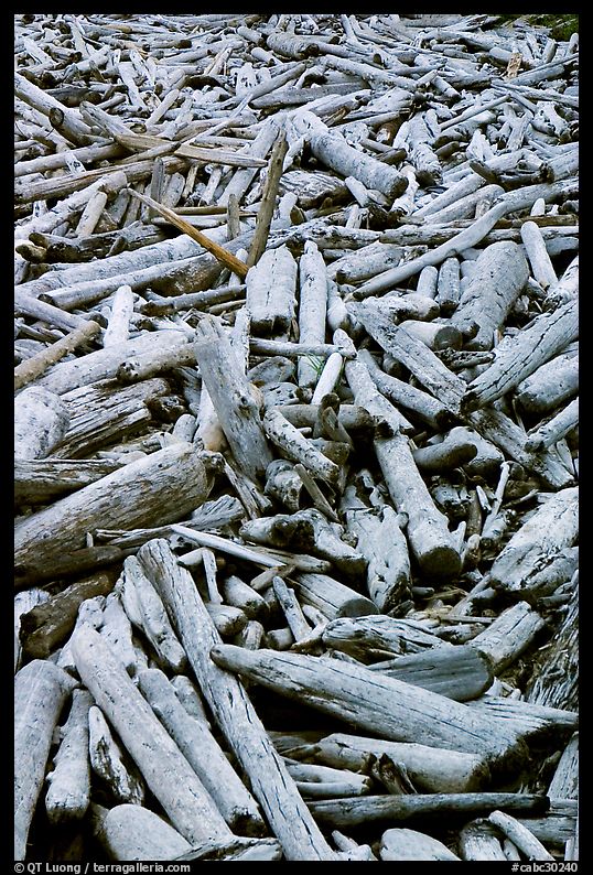 Driftwood, Long Beach. Pacific Rim National Park, Vancouver Island, British Columbia, Canada