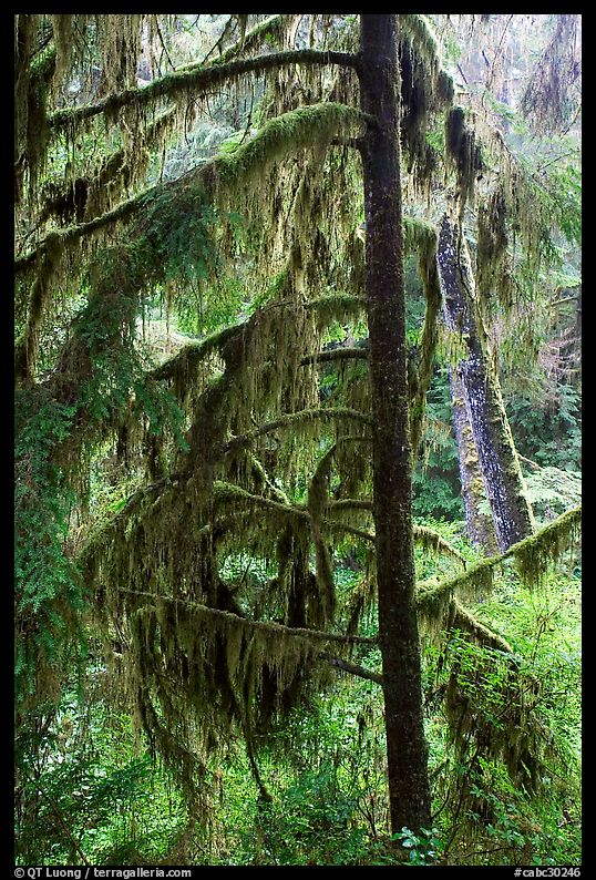 Temperate Rain Forest. Pacific Rim National Park, Vancouver Island, British Columbia, Canada