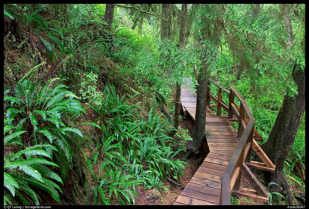 Boardwalk in rain forest. Pacific Rim National Park, Vancouver Island, British Columbia, Canada