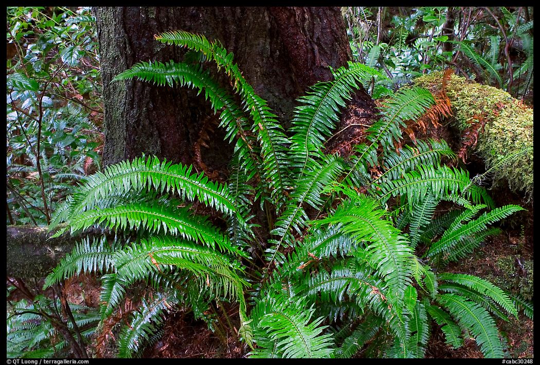 Ferns and trunk. Pacific Rim National Park, Vancouver Island, British Columbia, Canada