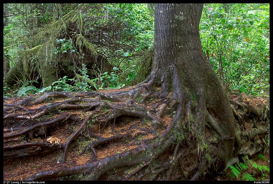 Tree growing on a nurse log. Pacific Rim National Park, Vancouver Island, British Columbia, Canada