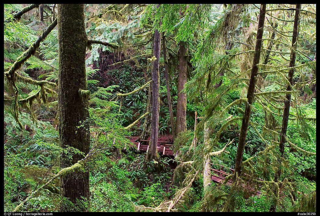 Western Hemlock, red cedars, and firs on the trail to Schooner Point. Pacific Rim National Park, Vancouver Island, British Columbia, Canada