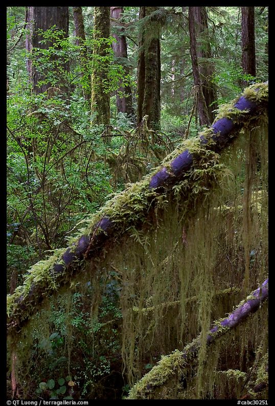 Moss in rain forest. Pacific Rim National Park, Vancouver Island, British Columbia, Canada