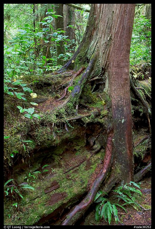 Nurse log and tree. Pacific Rim National Park, Vancouver Island, British Columbia, Canada