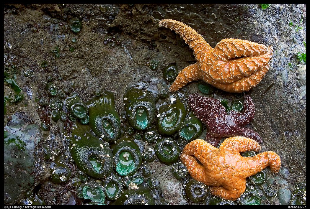 Seastars and green anemones on a rock wall. Pacific Rim National Park, Vancouver Island, British Columbia, Canada