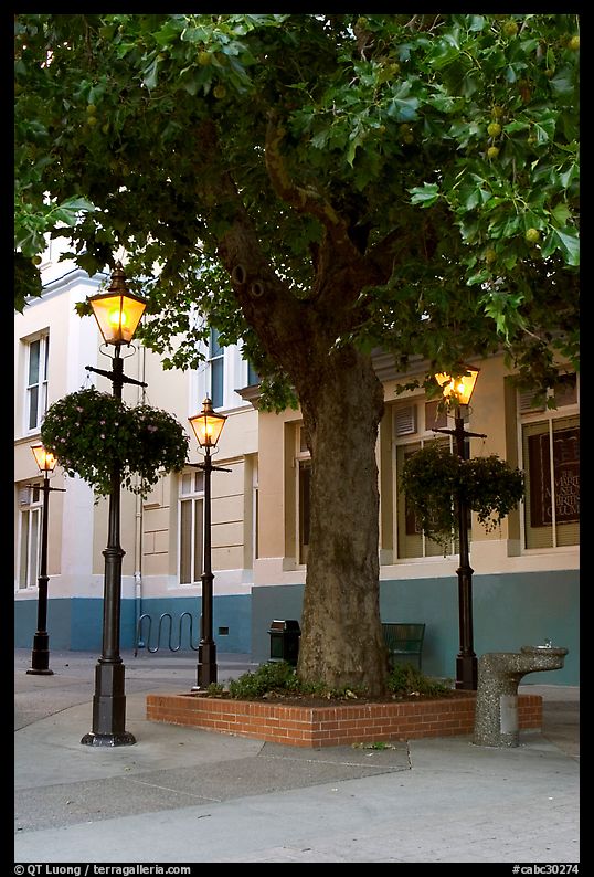 Street lamps and tree, Bastion Square. Victoria, British Columbia, Canada
