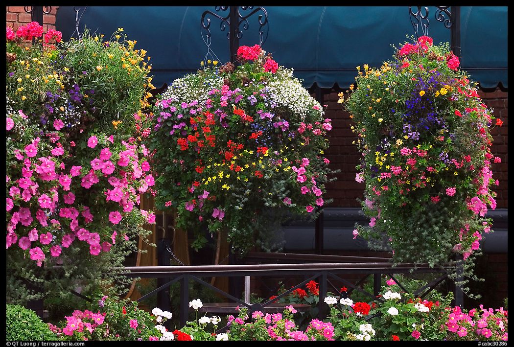 Hanging Flower baskets. Victoria, British Columbia, Canada