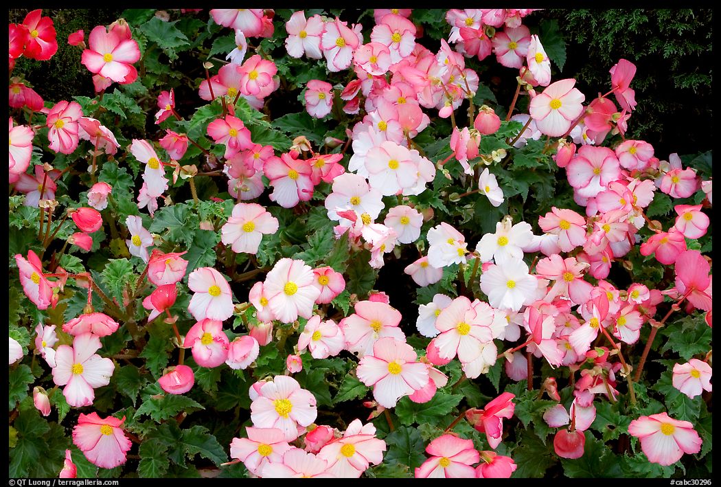 Pink and white begonias. Butchart Gardens, Victoria, British Columbia, Canada