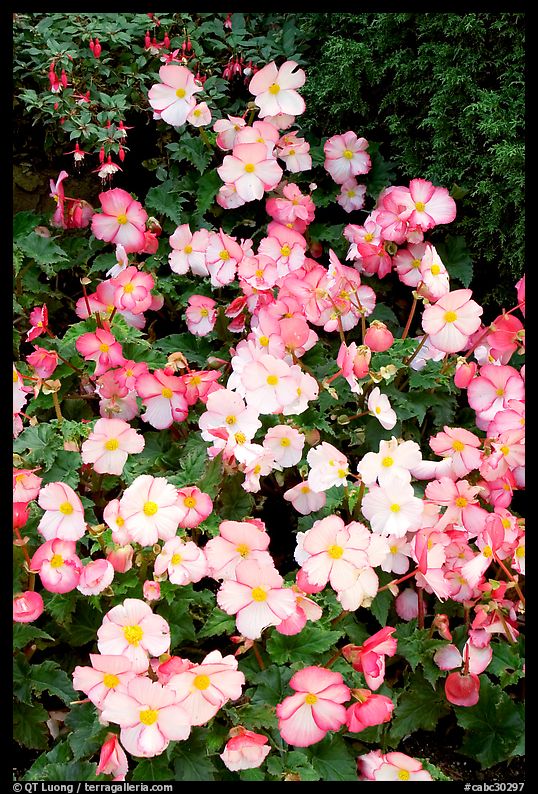 Pink and white begonias. Butchart Gardens, Victoria, British Columbia, Canada