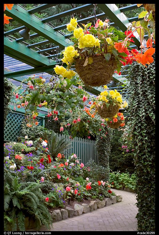 Hanging baskets with begonias and fuchsias. Butchart Gardens, Victoria, British Columbia, Canada