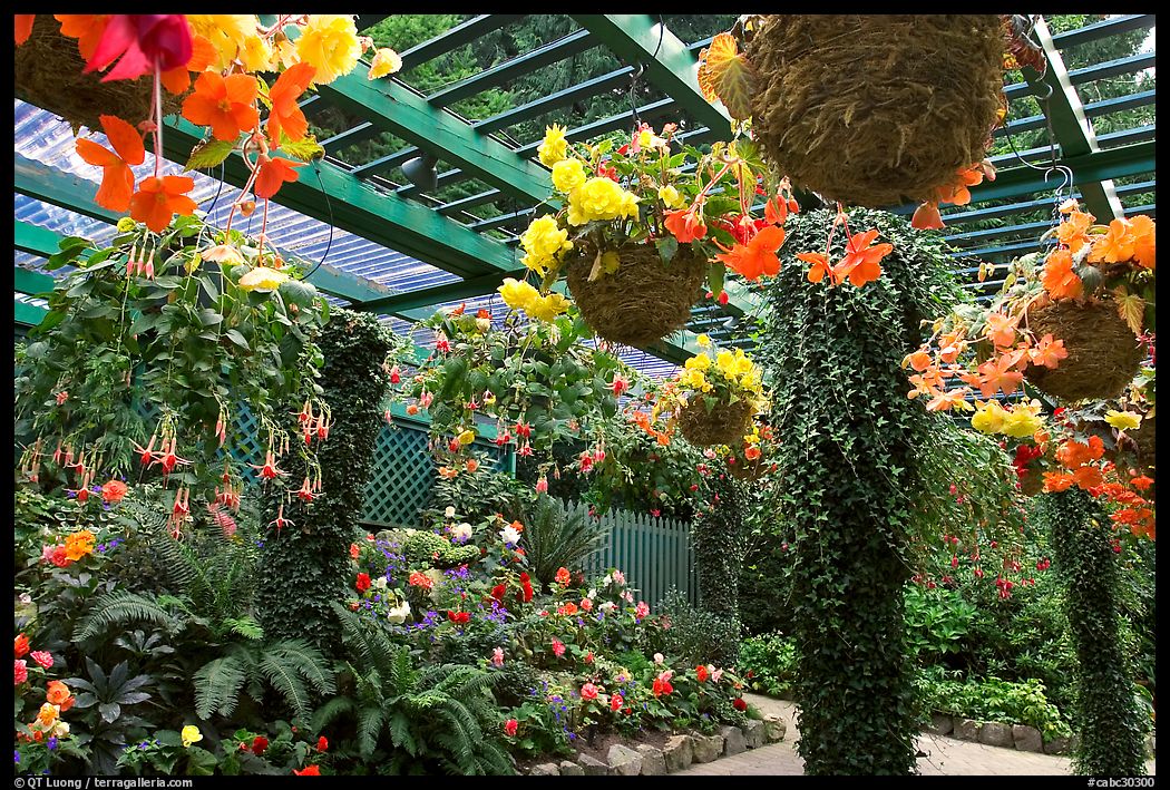 Bower overflowing with hanging baskets of begonias and fuchsias. Butchart Gardens, Victoria, British Columbia, Canada