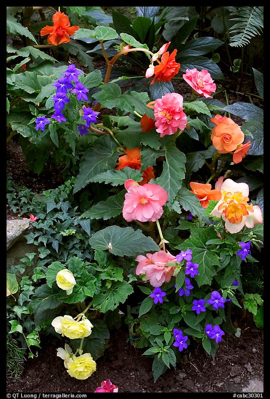 Multicolored begonias. Butchart Gardens, Victoria, British Columbia, Canada