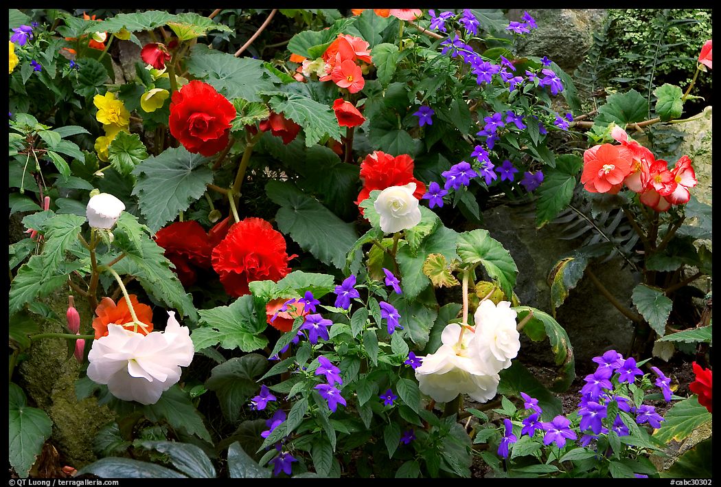 Multicolored begonias. Butchart Gardens, Victoria, British Columbia, Canada