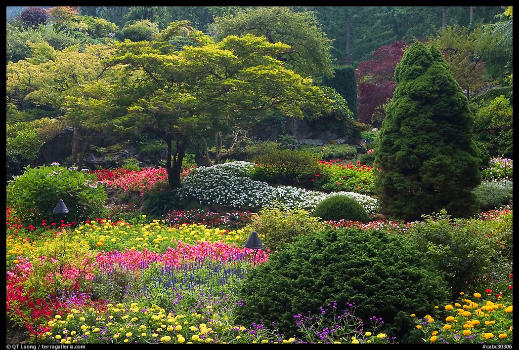 Annual flowers and trees in Sunken Garden. Butchart Gardens, Victoria, British Columbia, Canada