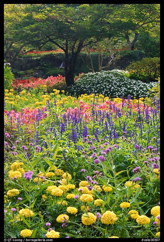 Annual flowers and trees in Sunken Garden. Butchart Gardens, Victoria, British Columbia, Canada
