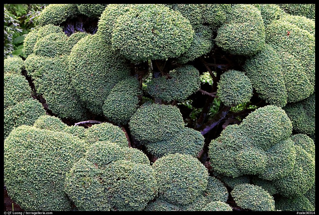 Tree trimed with circular shapes, Japanese Garden. Butchart Gardens, Victoria, British Columbia, Canada