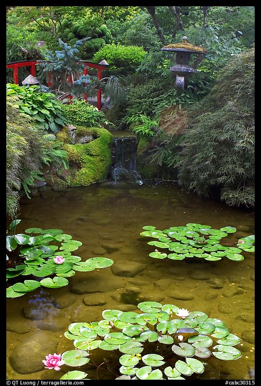 Lotus pond, Japanese Garden. Butchart Gardens, Victoria, British Columbia, Canada
