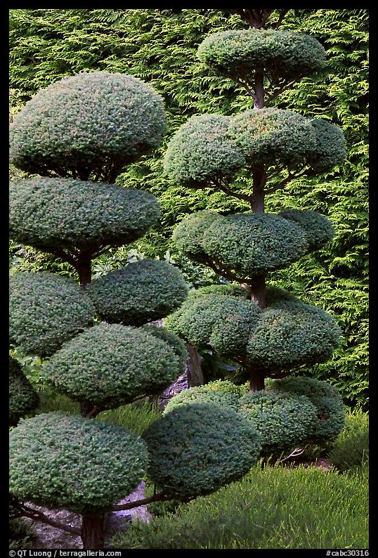 Trees trimed with circular shapes, Japanese Garden. Butchart Gardens, Victoria, British Columbia, Canada