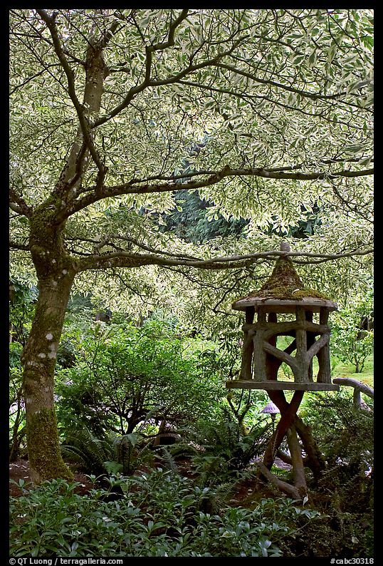 Lantern and tree with white leaves, Japanese Garden. Butchart Gardens, Victoria, British Columbia, Canada