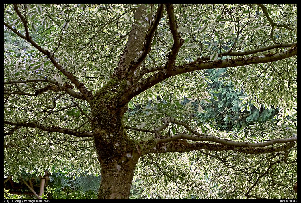 Tree with white leaves, Japanese Garden. Butchart Gardens, Victoria, British Columbia, Canada