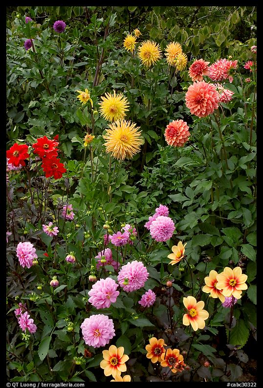 Dahlias. Butchart Gardens, Victoria, British Columbia, Canada