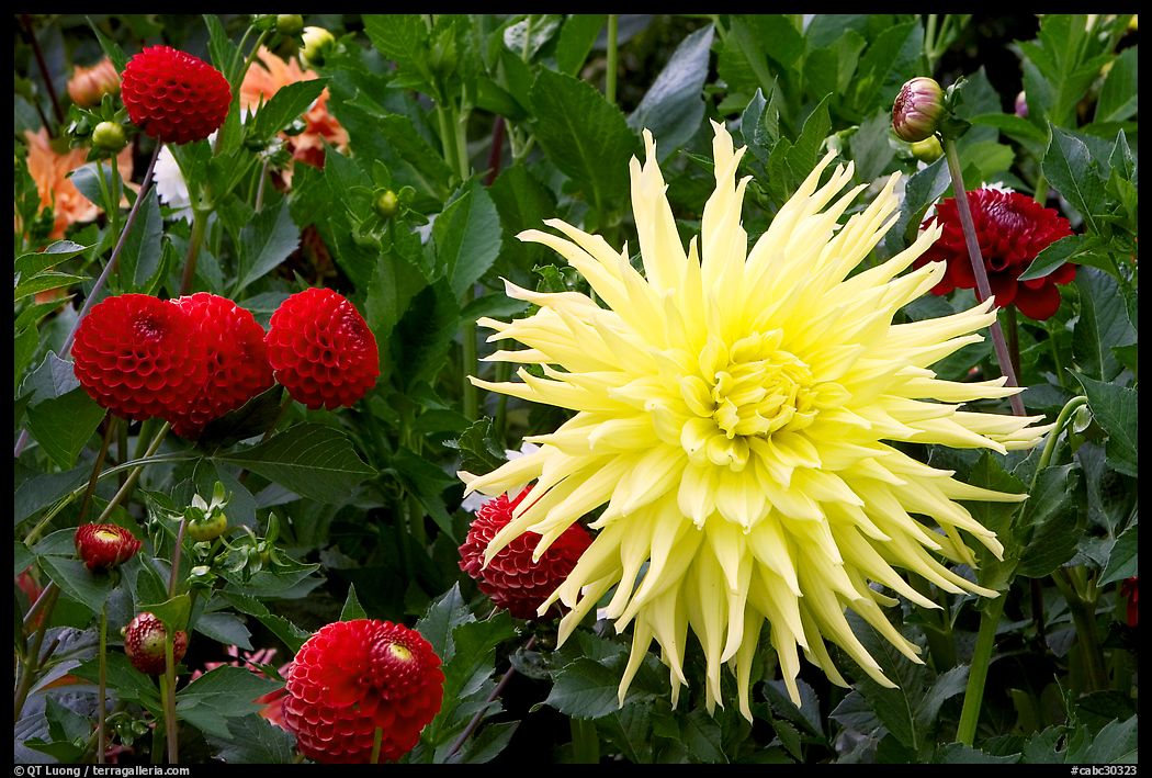 Yellow and red Dahlias. Butchart Gardens, Victoria, British Columbia, Canada