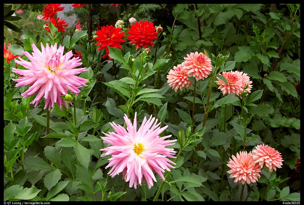 Dahlias. Butchart Gardens, Victoria, British Columbia, Canada