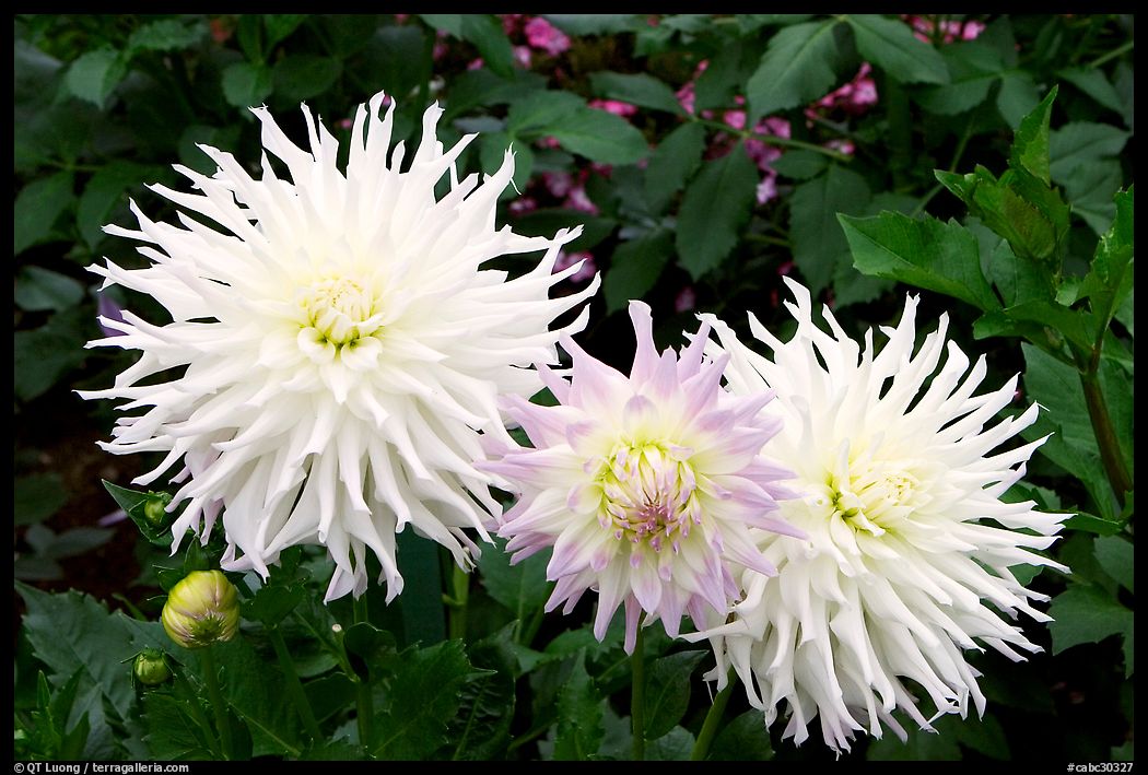 Yellow and pink Dahlias. Butchart Gardens, Victoria, British Columbia, Canada